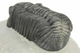 Large Phacopid (Drotops) Trilobite - Nice Eye Preservation #233837-5